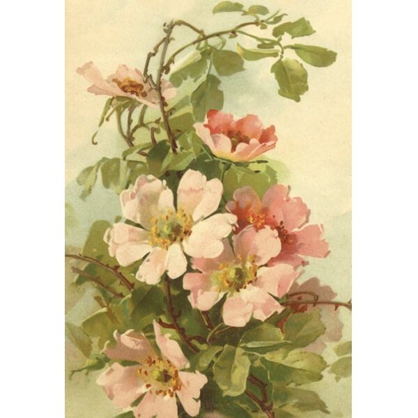 Envelope Perfumado Chá Rosas 17x11,5cm