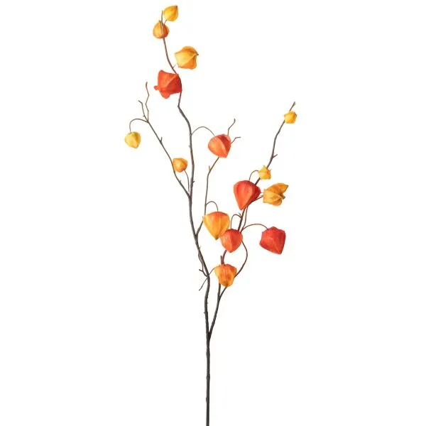 Ramo Phisalis 100cm