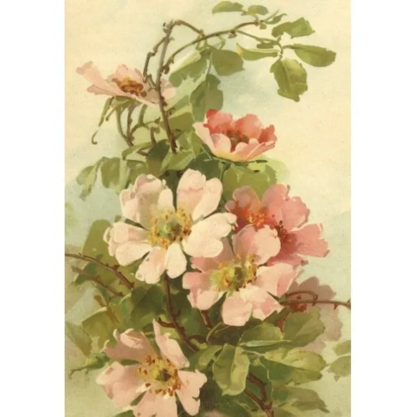 Envelope Perfumado Chá Rosas 17x11,5cm